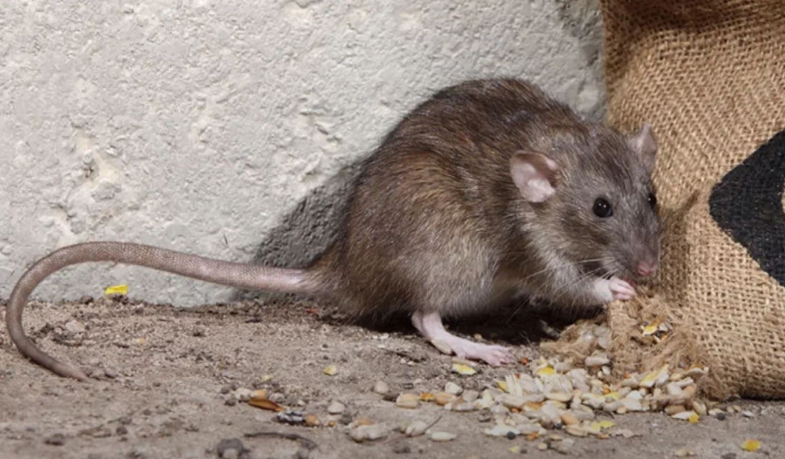 фото: Профессиональная дератизация в районе станции метро Коммунарка: <br/>+7-909-173-42-96