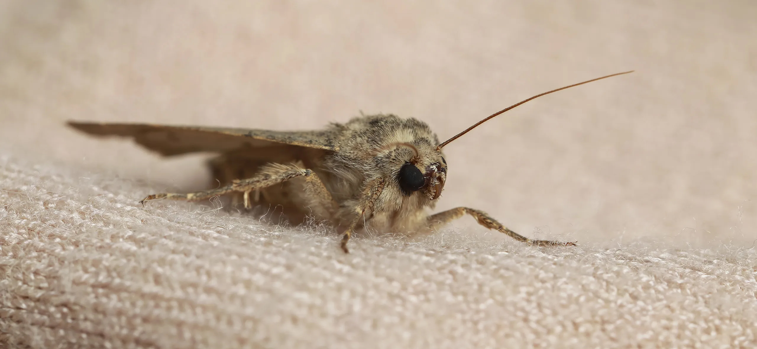 фото: Профессиональная обработка от моли в районе станции метро Коммунарка: <br/>+7-909-173-42-96